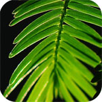 άģMetasequoia4.7.4װ̳(ƽⲹ)
